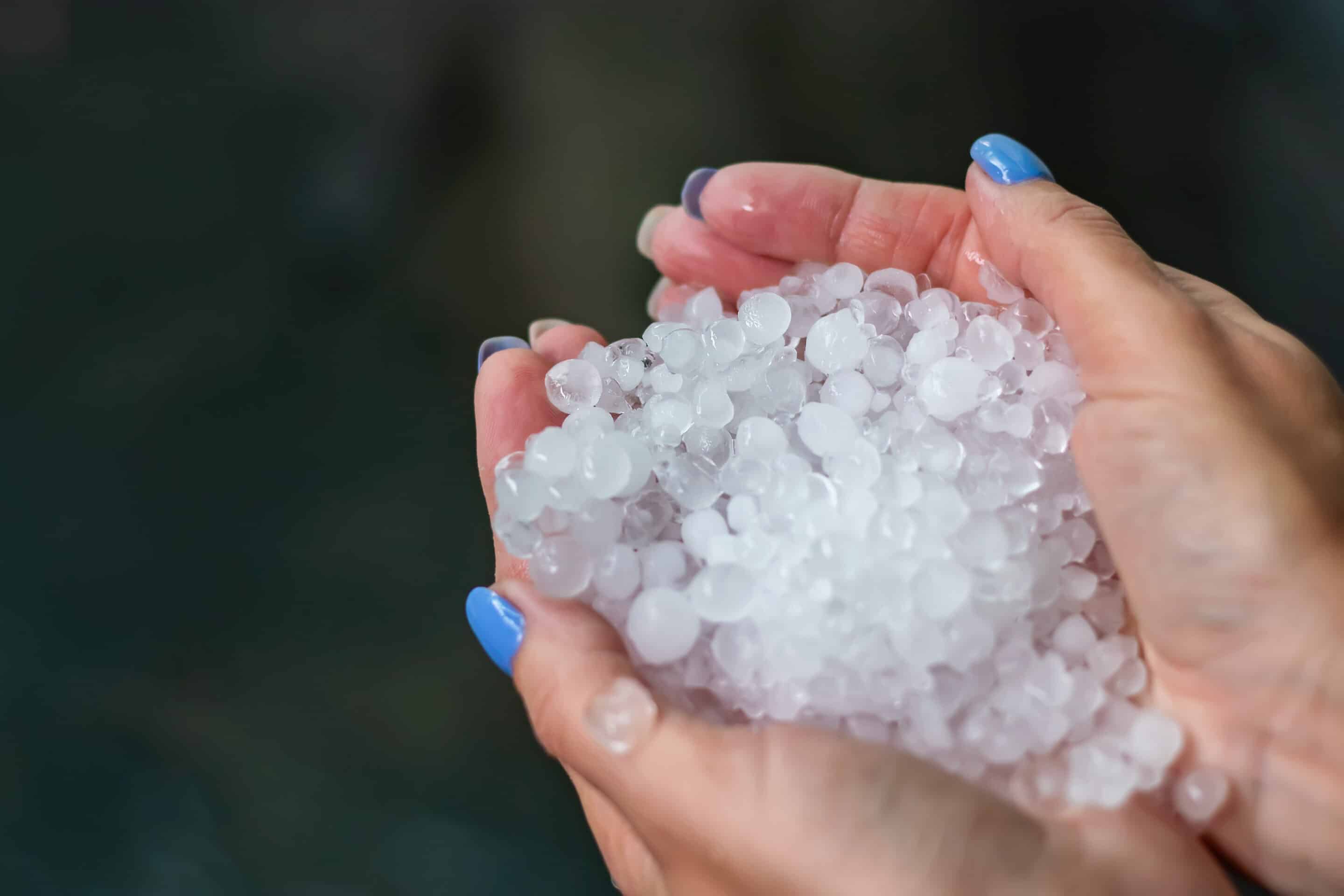 Holding Freezing Granulated Hail Ice Crystals, Grains In Hands After Strong Hailstorm In Autumn, Fall.